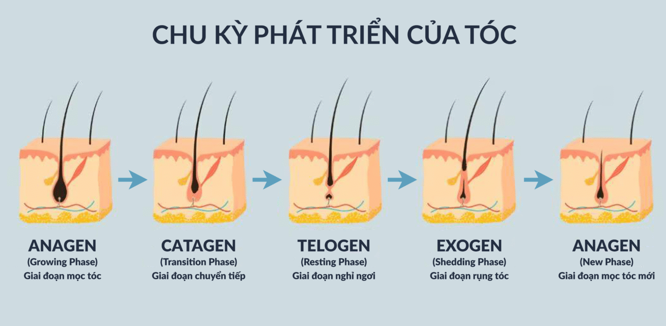Chu kỳ phát triển của tóc
