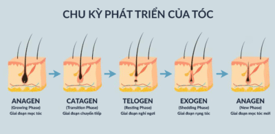 Chu kỳ phát triển của tóc
