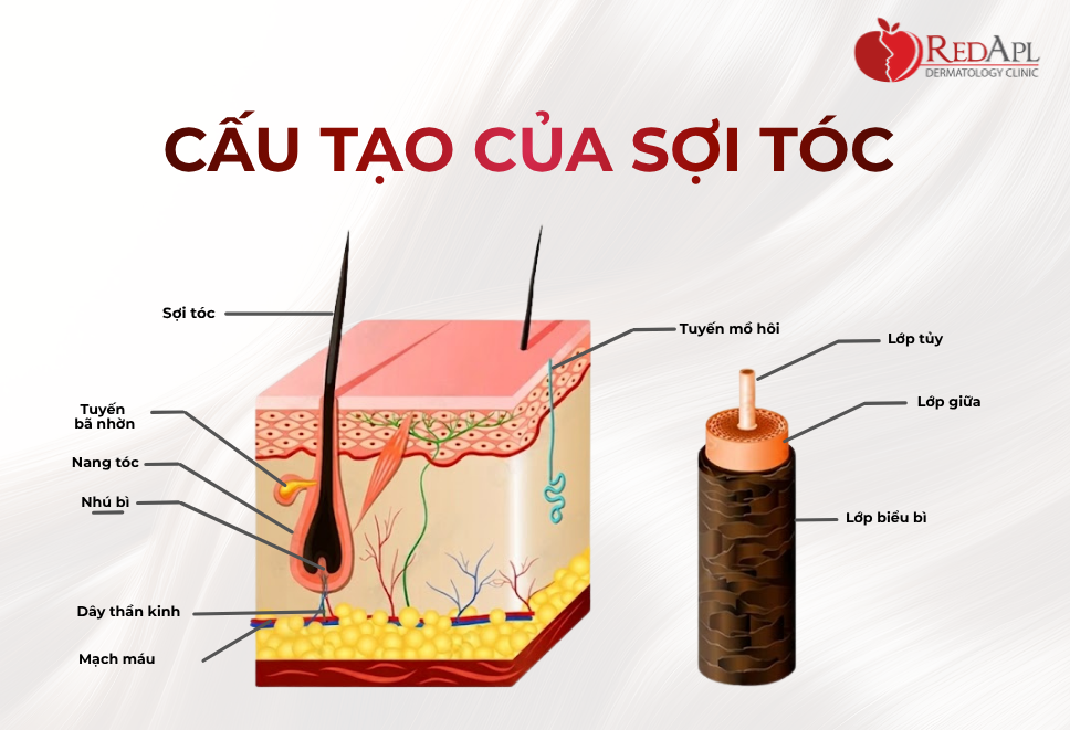 Tóc Được Cấu Tạo Thế Nào?